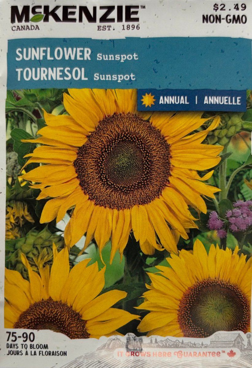Sunspot Sunflower - LandscapeDirect