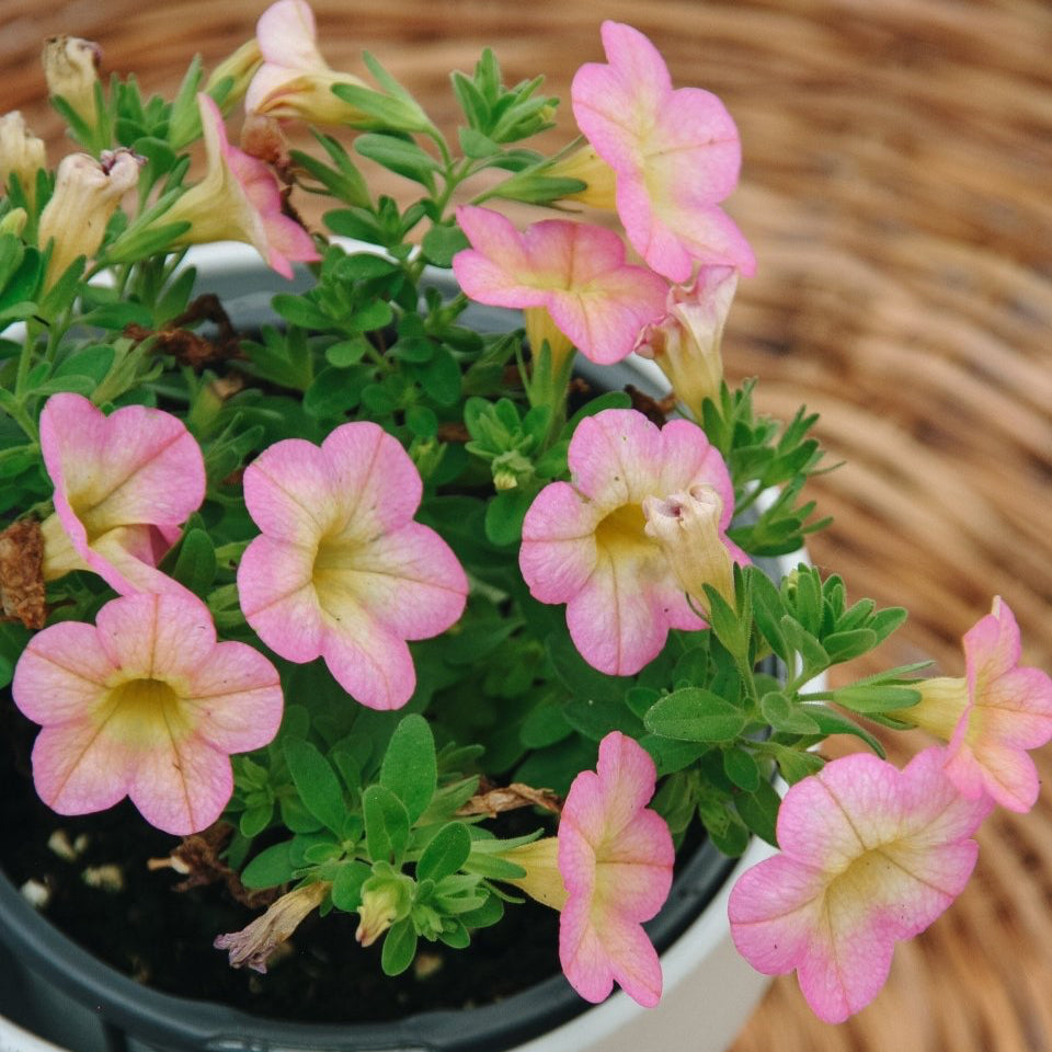 Superbells Honeyberry - LandscapeDirect