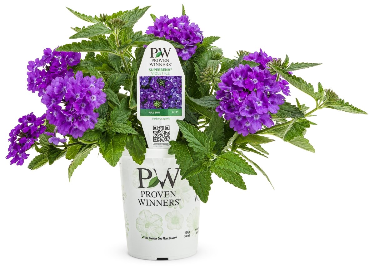 Superbena Violet Ice Verbena - LandscapeDirect