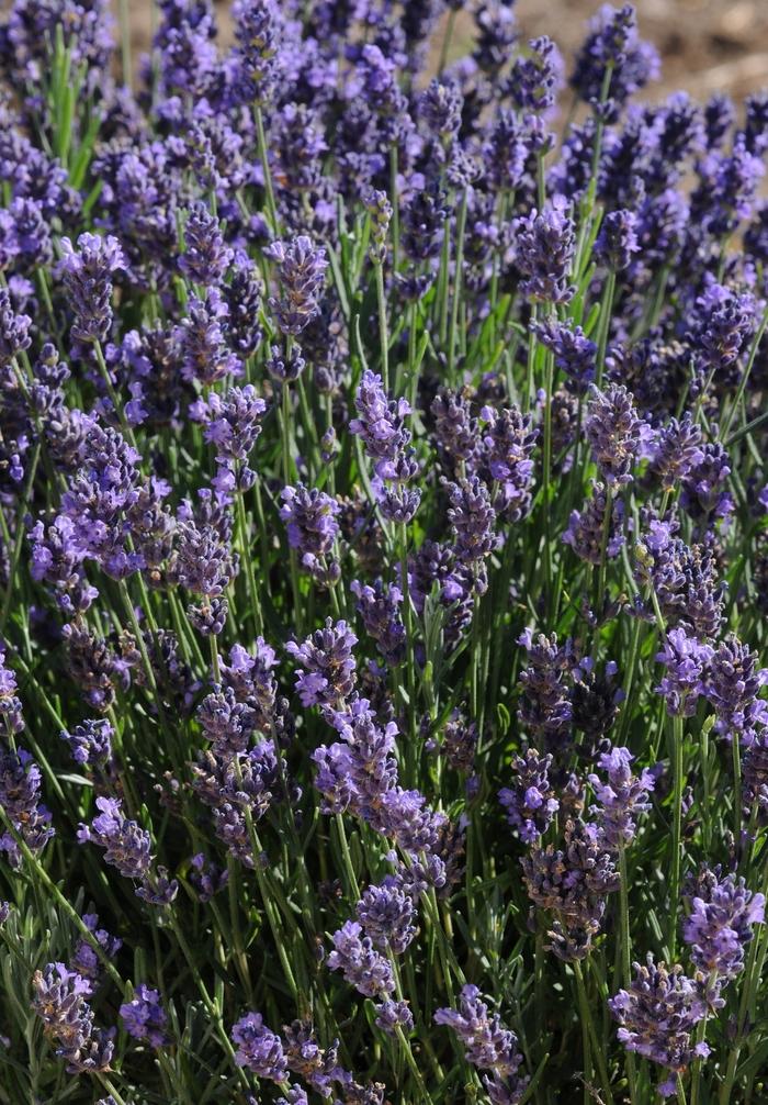 SuperBlue English Lavender - LandscapeDirect