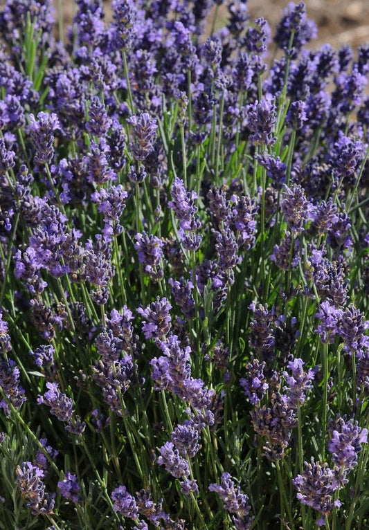 SuperBlue English Lavender - LandscapeDirect