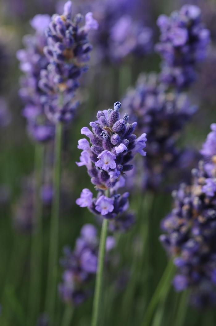 SuperBlue English Lavender - LandscapeDirect