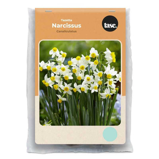 Tazetta Canaliculatus Daffodil - LandscapeDirect