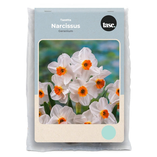 Tazetta Geranium Daffodil - LandscapeDirect