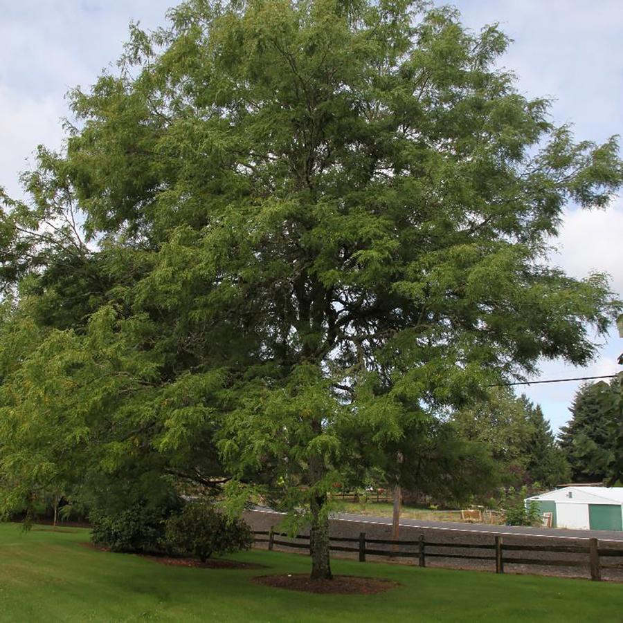 Thornless Honeylocust - LandscapeDirect