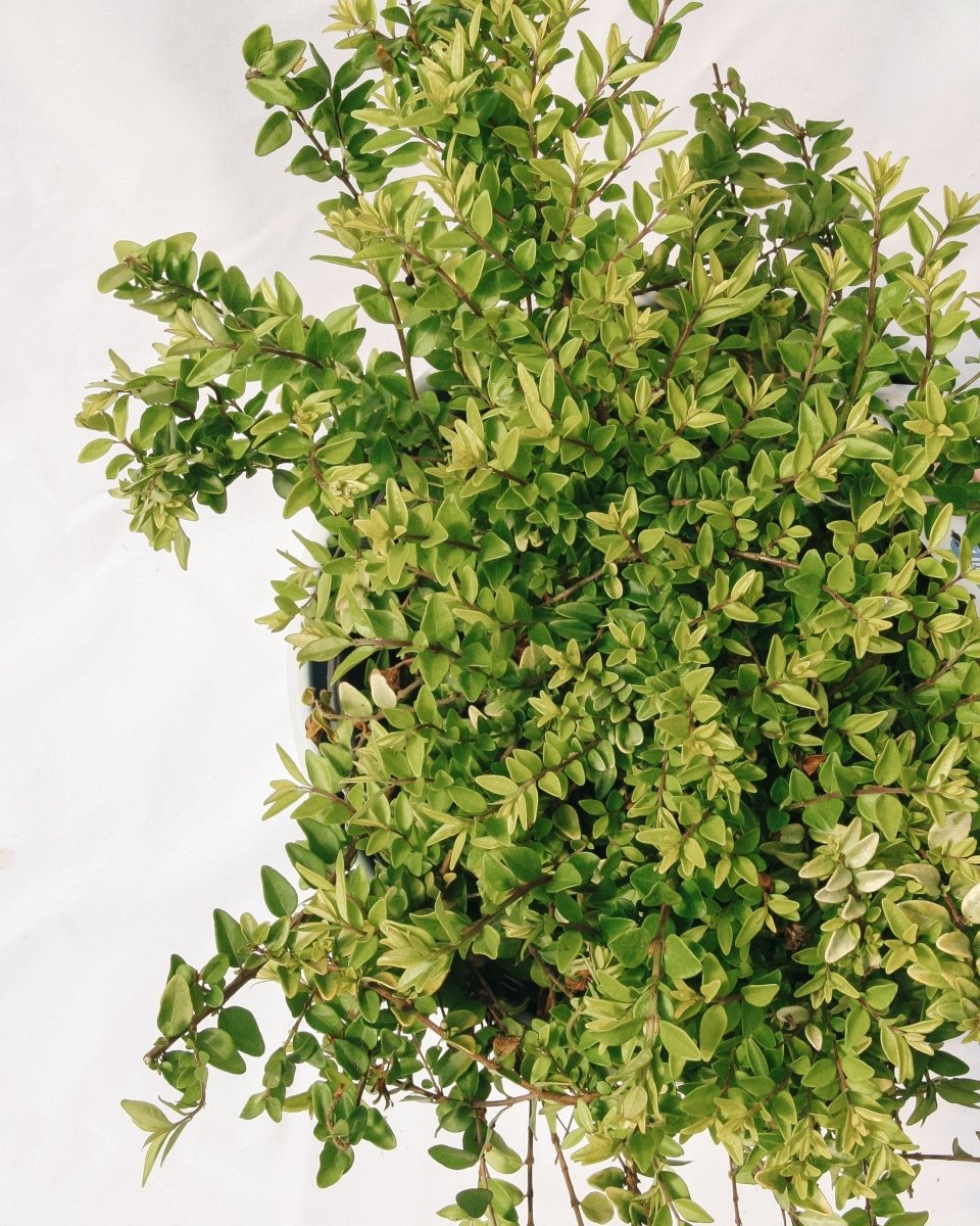 Thunderbolt Box Honeysuckle - LandscapeDirect