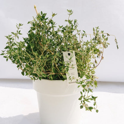 Thyme - LandscapeDirect