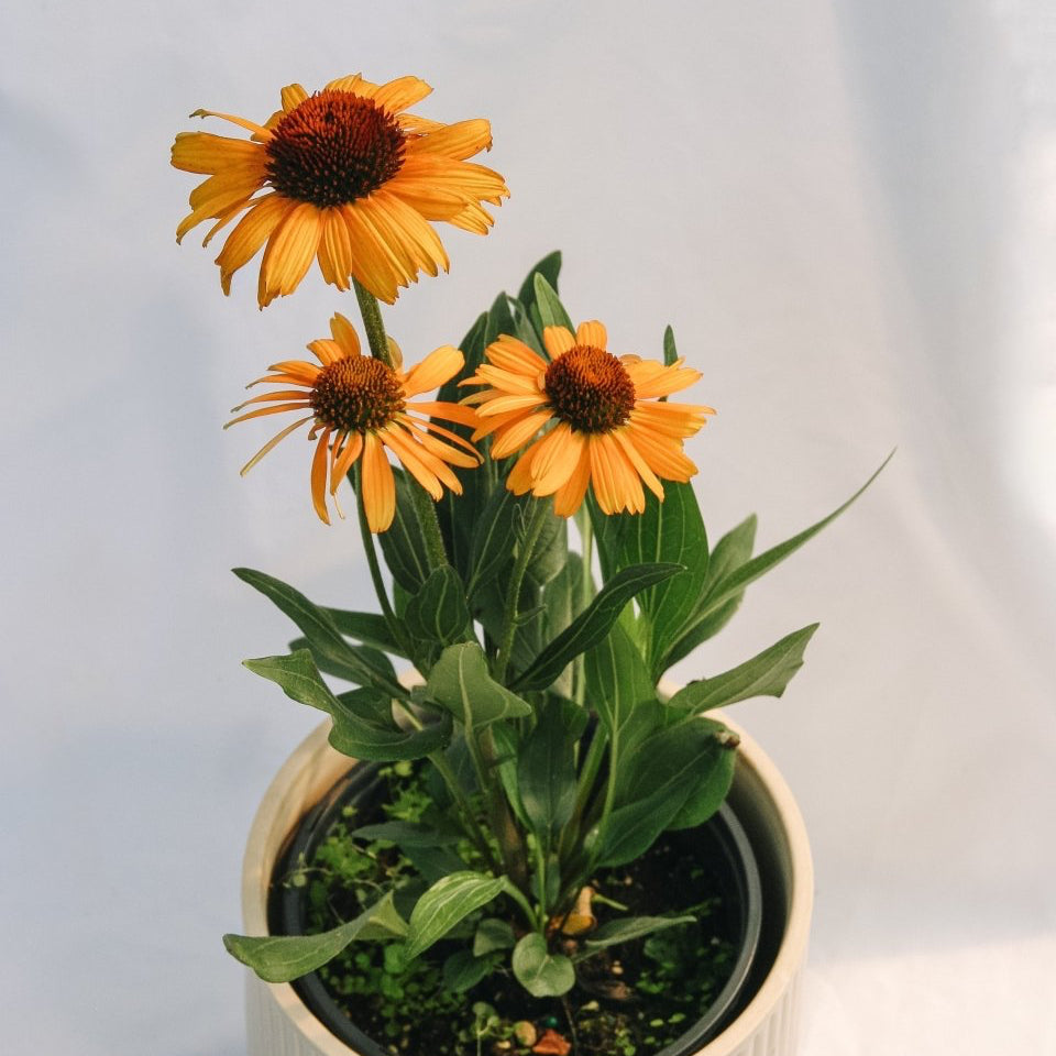 Tiger Coneflower - LandscapeDirect