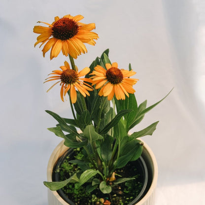 Tiger Coneflower - LandscapeDirect