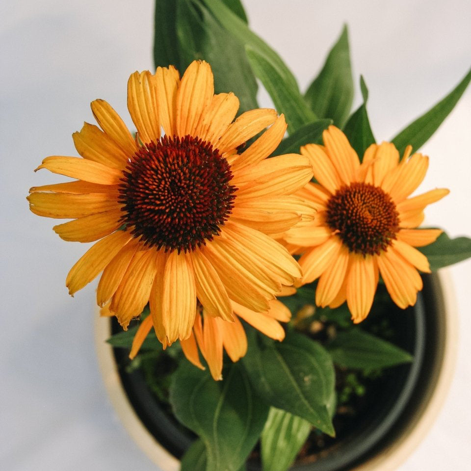 Tiger Coneflower - LandscapeDirect