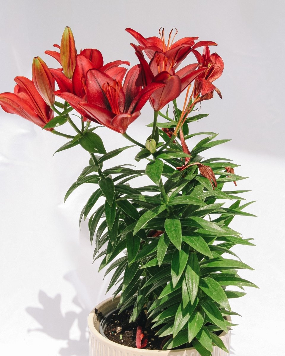 Tiny Rocket Lily - LandscapeDirect