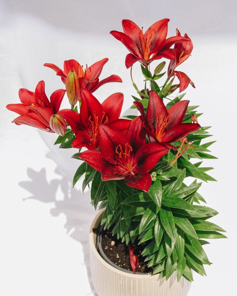 Tiny Rocket Lily - LandscapeDirect