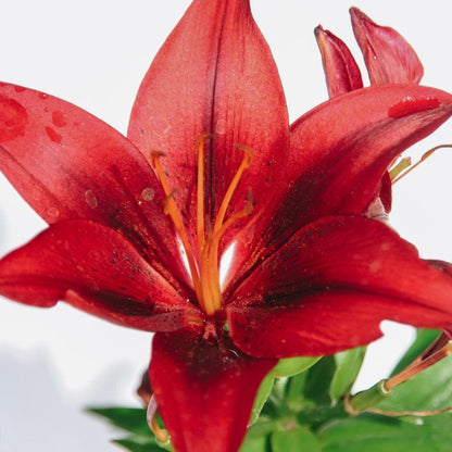 Tiny Rocket Lily - LandscapeDirect