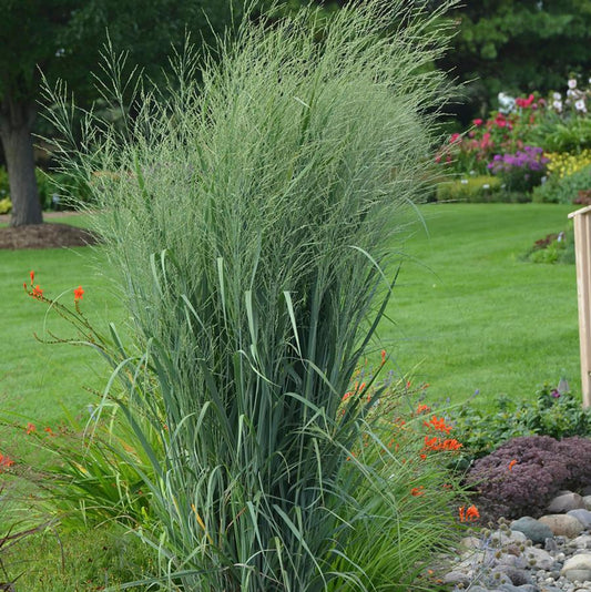 Totem Pole Switch Grass - LandscapeDirect