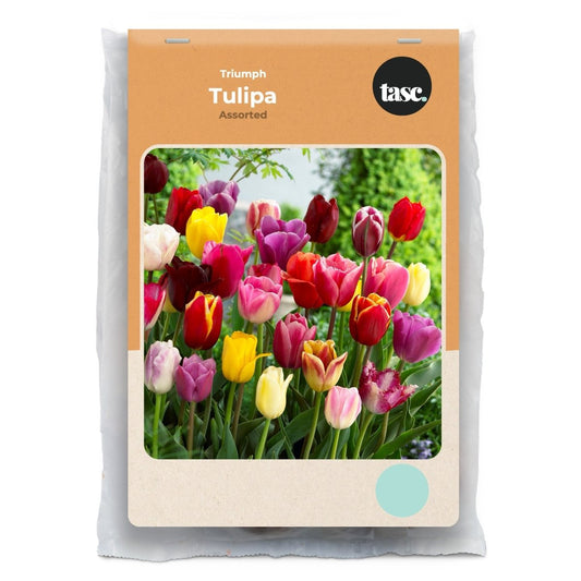 Triumph Assorted Tulip - LandscapeDirect