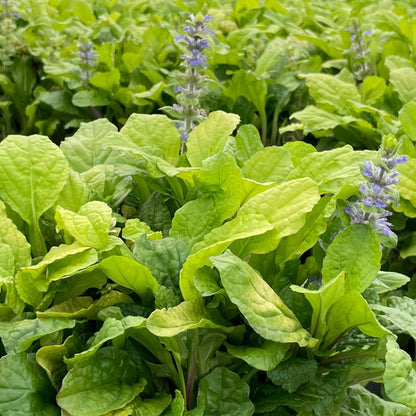 Tropical Toucan Bugleweed - LandscapeDirect
