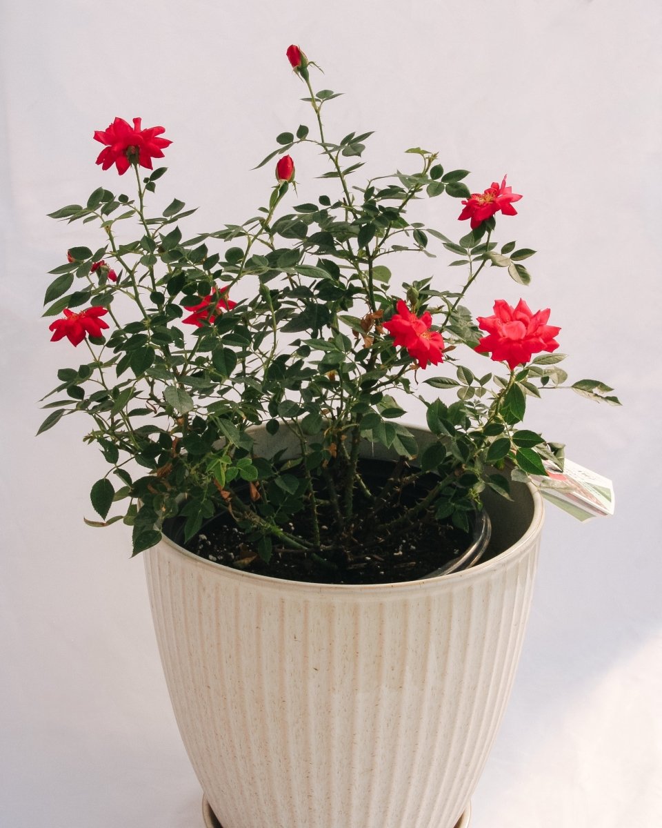 Urban Legend Shrub Rose - LandscapeDirect