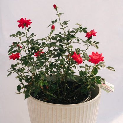 Urban Legend Shrub Rose - LandscapeDirect