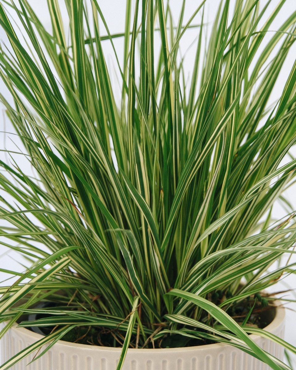 Variegated Moor Grass - LandscapeDirect