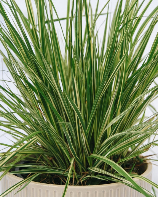 Variegated Moor Grass - LandscapeDirect