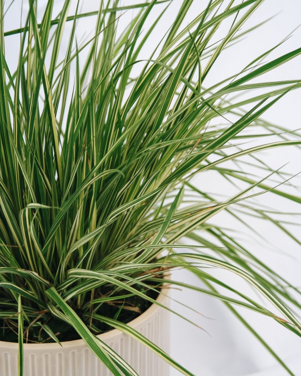 Variegated Moor Grass - LandscapeDirect
