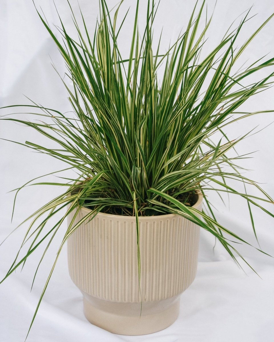 Variegated Moor Grass - LandscapeDirect