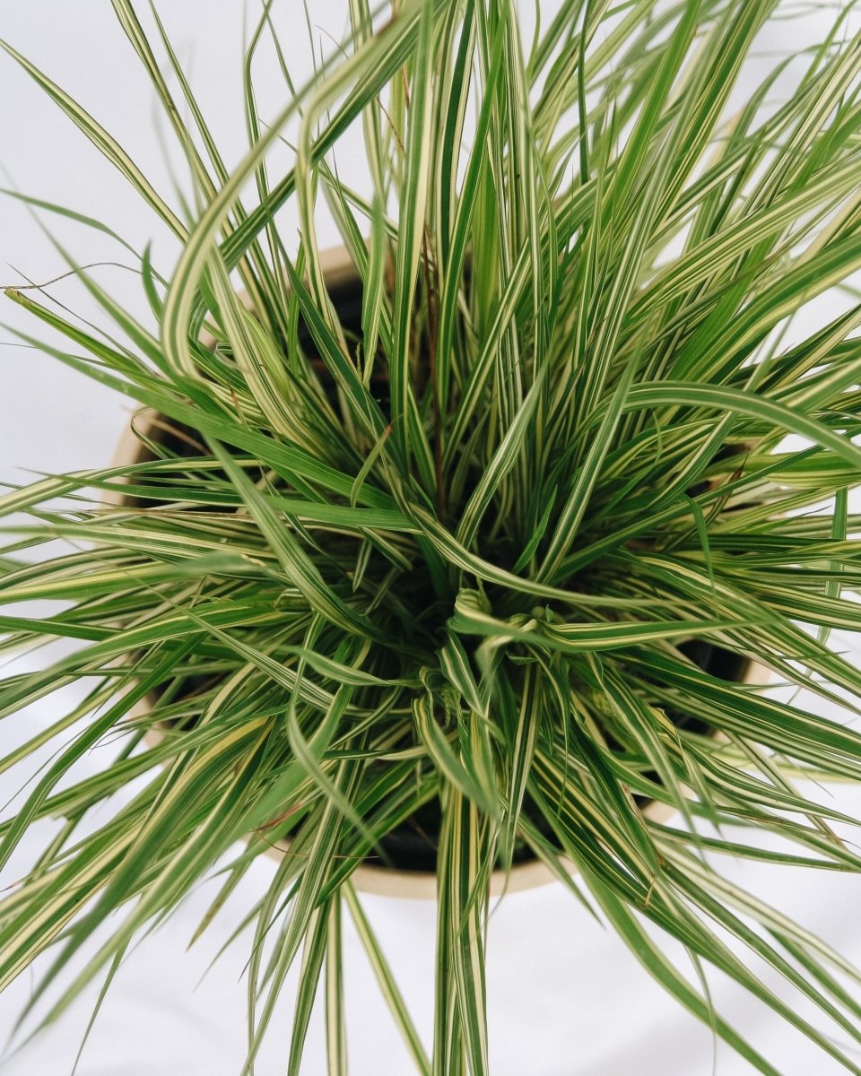 Variegated Moor Grass - LandscapeDirect