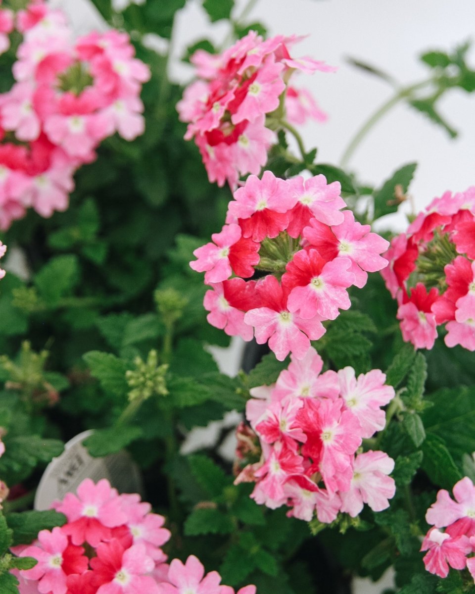 Verbena Superbena Sparkling Rose - LandscapeDirect
