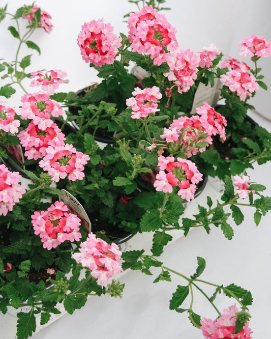 Verbena Superbena Sparkling Rose - LandscapeDirect
