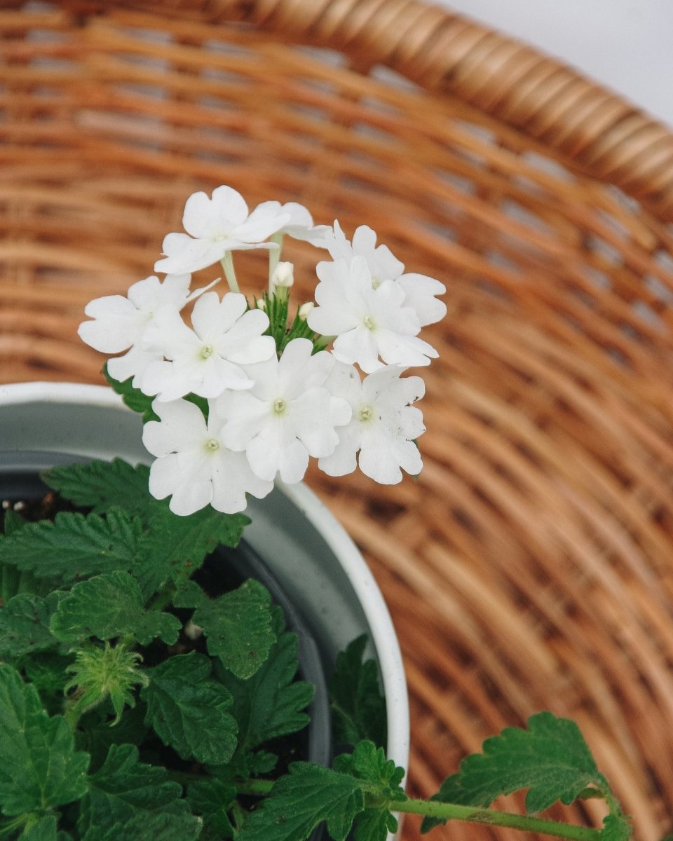 Verbena Superbena Whiteout - LandscapeDirect