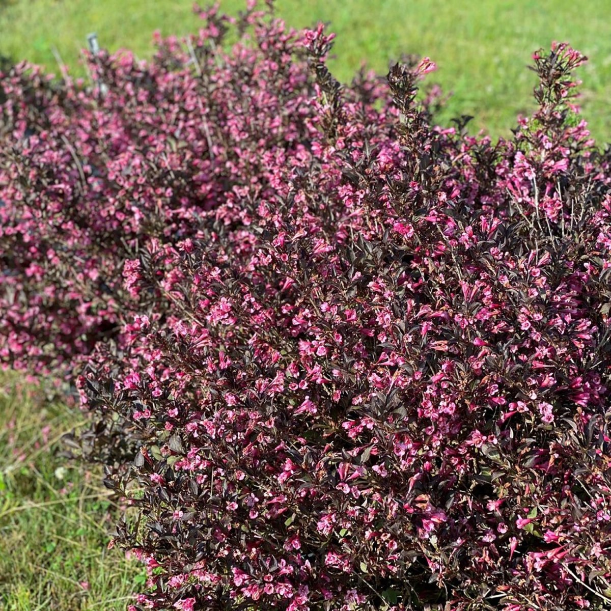 Very Fine Wine Weigela - LandscapeDirect