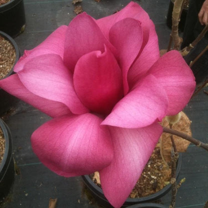Vulcan Magnolia - LandscapeDirect