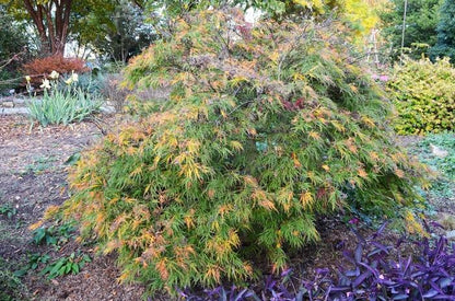Waterfall Laceleaf Japanese Maple - LandscapeDirect
