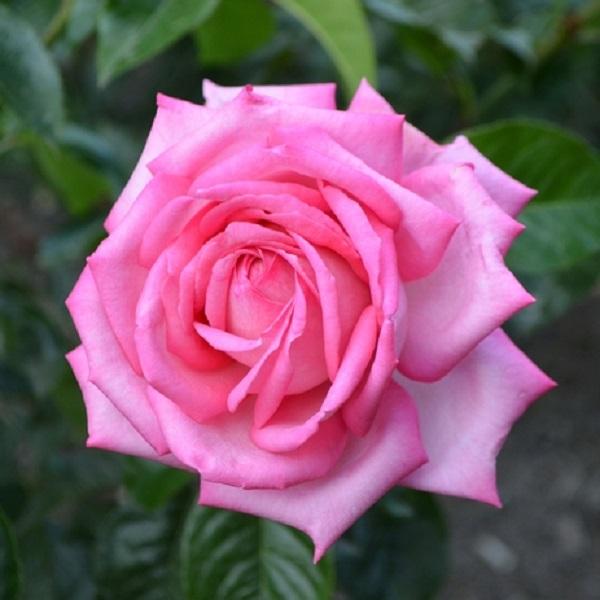 Wedding Bells Eleganza Rose - LandscapeDirect