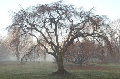 Weeping Double Cherry - LandscapeDirect