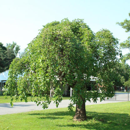 Weeping Mulberry (Fruiting) - LandscapeDirect