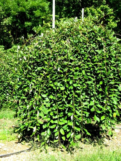 Weeping Pussy Willow - LandscapeDirect