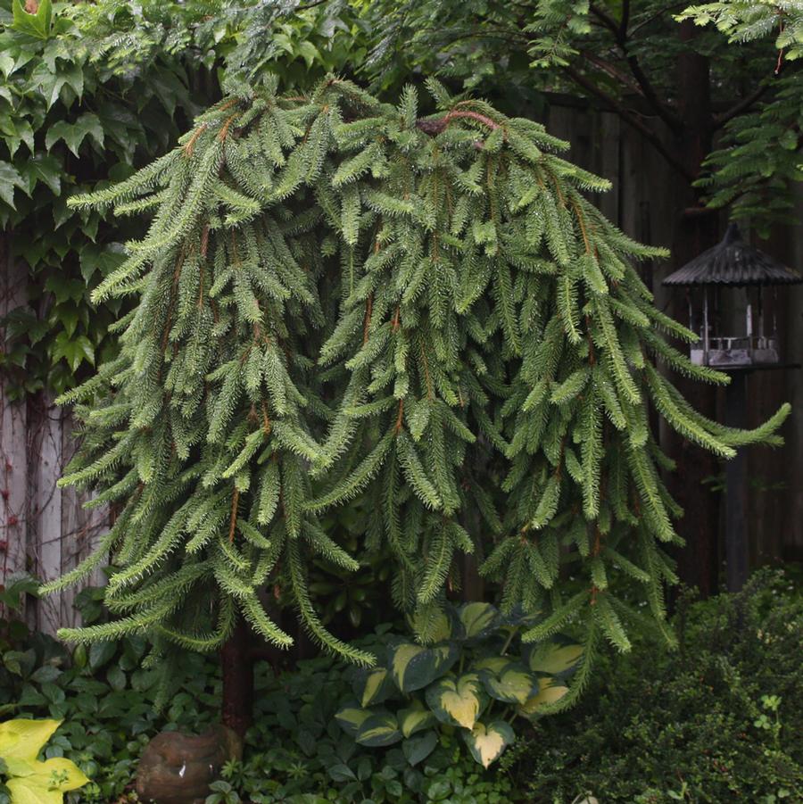 Weeping Norway Spruce