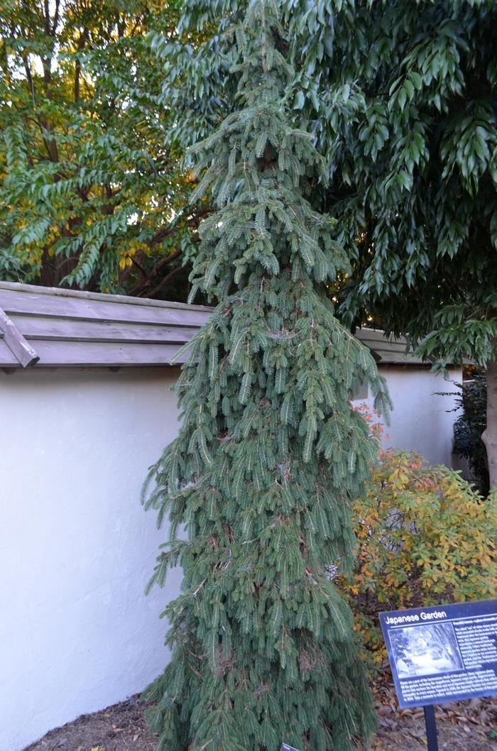 Weeping White Spruce