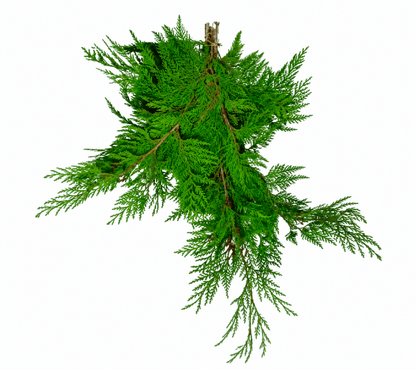 Western Red Cedar Boughs - LandscapeDirect