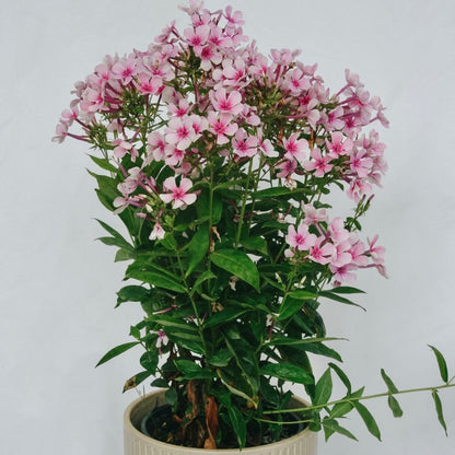White Bicolor Phlox - LandscapeDirect