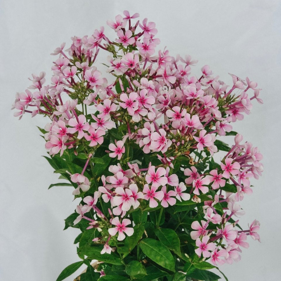 White Bicolor Phlox - LandscapeDirect