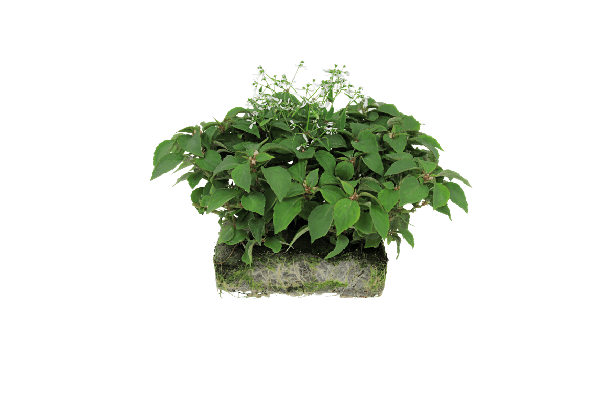 White Celebration Combo - Super Pack - LandscapeDirect