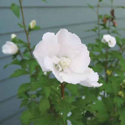 White Pillar Rose of Sharon - LandscapeDirect