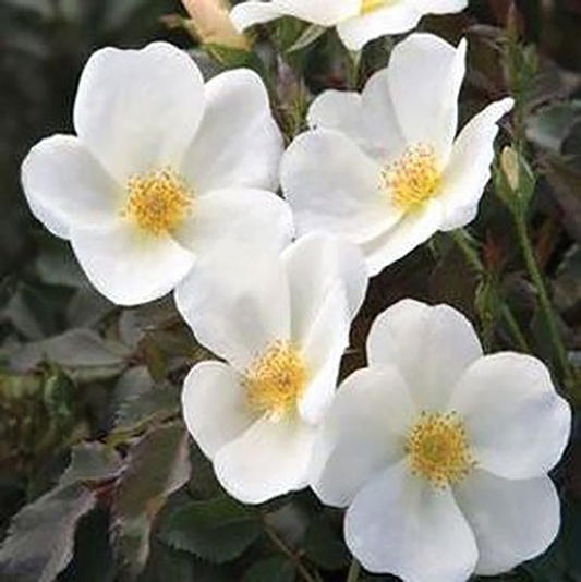 White Knock Out Rose