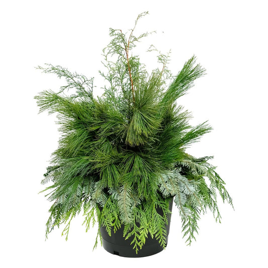 Winter Greens Porch Pot - LandscapeDirect