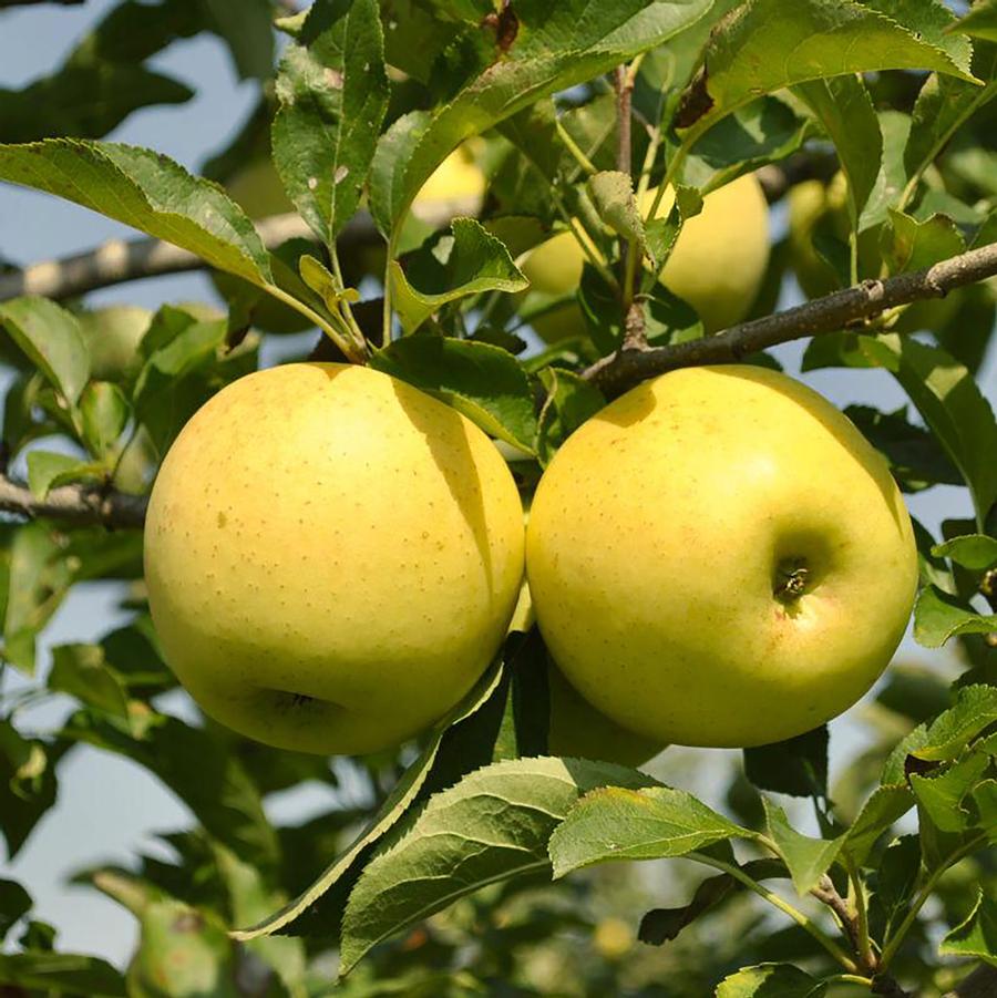 Yellow Delicious Apple