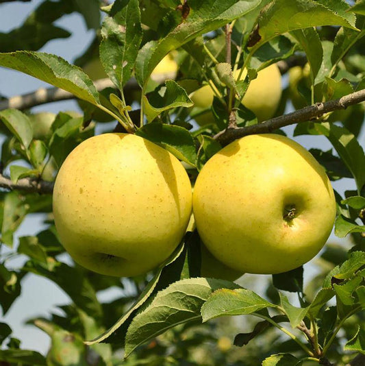 Yellow Delicious Apple