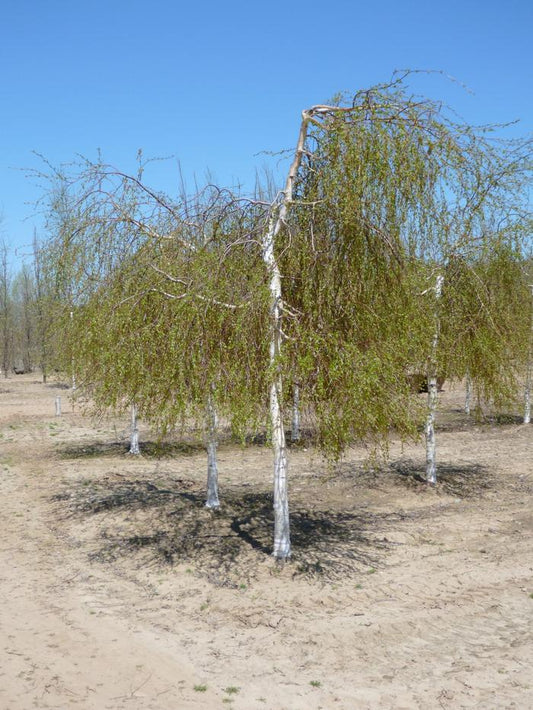 Young's Weeping Birch