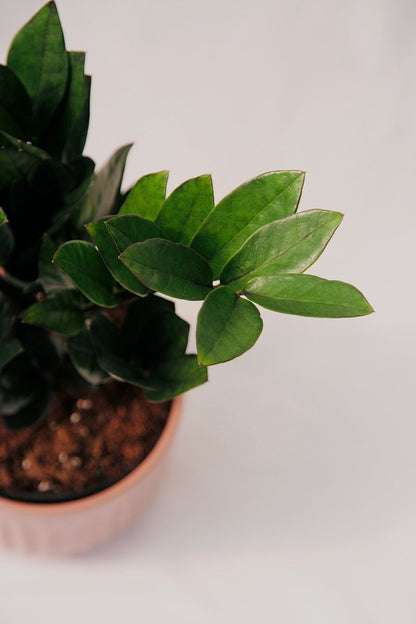 Zamioculcas Zamiifolia 5" Supernova Black - LandscapeDirect